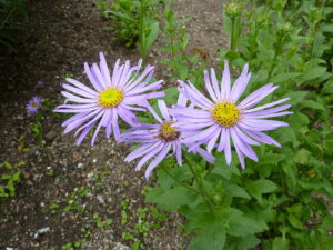 Frikart's Aster 