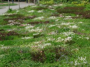 The new floral lawn at Avondale Park near Notting Hill in London has been created by Lionel Smith of the University of Reading. 