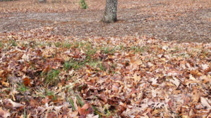 Leaves-on-winter-lawn-sm