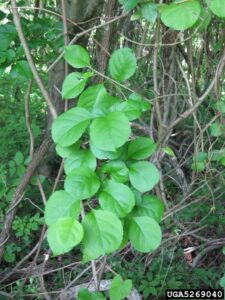 Oriental bittersweet vine climbs toward the canopy. Photo by Chris Evans, River to River CWMA, Bugwood.org