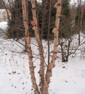 River birch