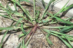 Crabgrass Photo by Ed Rascallie