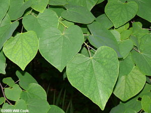 Eastern Redbud Foliage