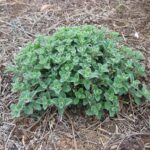Emerging Catmint  Foliage