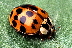 Lady Beetle Photo Credit: Scott Brown, USDA, ARS, AFRS