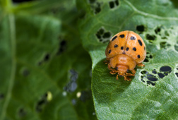 Mexician Bean Beetle Photo Credit: Stephen Ausmus, USDA, ARS, AFRS