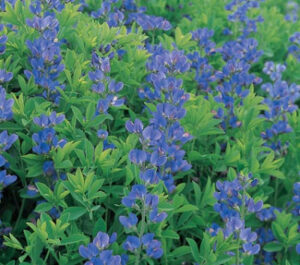 Baptisia australis (Blue False Indigo)