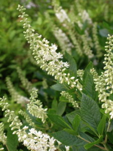 Clethra alnifolia