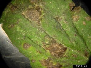 Early blight spots. Note: concentric rings in a bulls eye pattern that can be seen in the center of the disease. Photo Credit: Paul Bachi, University of Kentucky and Education Center, Bugwood.com