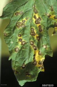 Septppria leaf spot. Note: white pin head in middle of spot. Photo Credit: Bruce Watt University of Maine, Bugwood.com