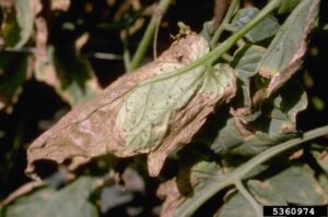 Bacterial Spot Photo Credit: Howard F. Schwartz, Colorado State University, Bugwood.org