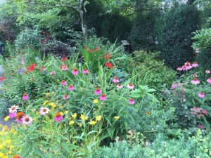 This local garden features purple coneflower (Echinacea purpurea), an easy native, and a shrub background. Photo: Gail South