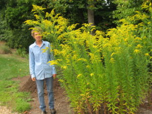 Giant Goldenrod Photo Credit: Pat Chadwick