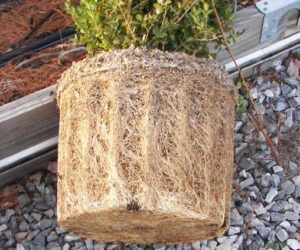 Root-bound, container-grown plant Photo courtesy of John James, Va.Tech.Ext.Pub.No. 426-701