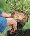 Slicing into a Root Ball Photo: Jodie Delohery, courtesy of Fine Gardening website