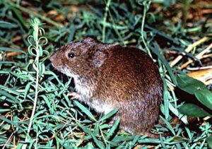 vole