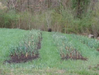 Ceral Rye planted between garlic beds.