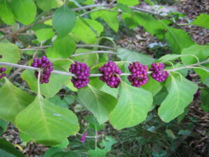 Callicarpa Americana (Native Beautyberry)