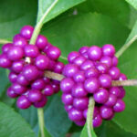 Native Beautyberry Fruit Clusters