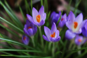 Crocus