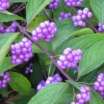 Non-native Beautyberry Fruit Clusters