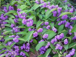 Callicarpa dichotoma 'Early Amethyst' (Non-Native Beautyberry)