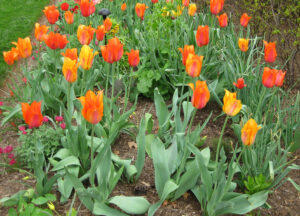 Tulips in Mixed Border