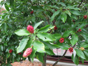 Sweetbay Magnolia Seedpods 