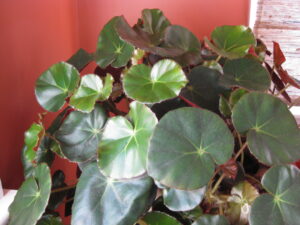 Beefsteak Begonia