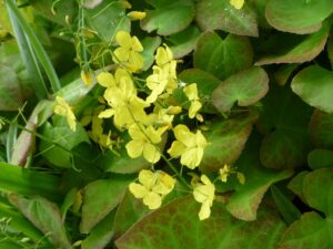 Epimedium x versicolor 'Sulphureum'