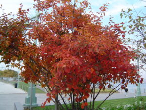 Amelanchier Canadensis (Serviceberry) Fall Foliage