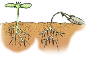 Damping-Off Source USDA 