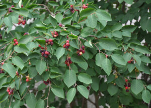 Amelanchier arborea (Downy Serviceberry) Photo Credit: University of Maryland Arboretum