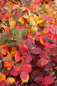 F. gardenii fall color