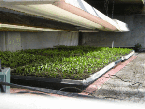 Seedling trays with heat mats Source: University of Vermont