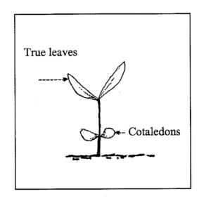 Dipiction of true leaves Source:USDA