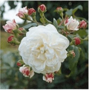 Noisette rose