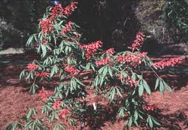 Something new for your spring garden!