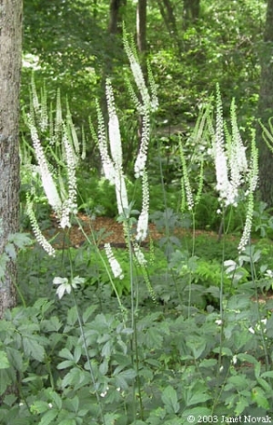 Actaea racemosa