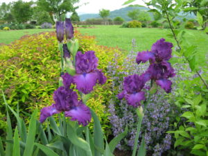 Author's Ornamental Garden in May