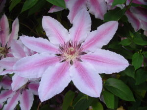Clematis 'Nelly Moser' from Wikimedia Commons