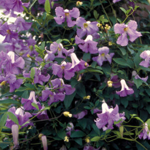 Clematis hybrid-Betty Corning