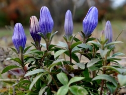 Gentiana saponaria