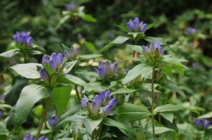 Gentiana clausa