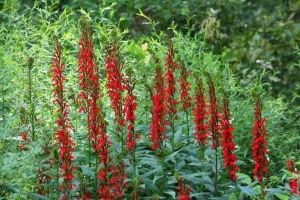 Lobelia cardinalis