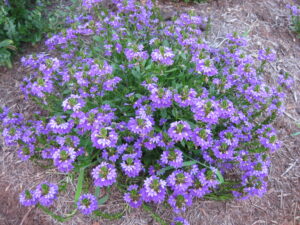 Scaevola (Fan Flower) Used As a Ground Cover