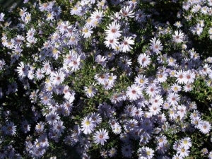 Aster cordifolius