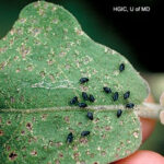 Flea Beetles attacking eggplant Photo Source: University of Marylant Extension 