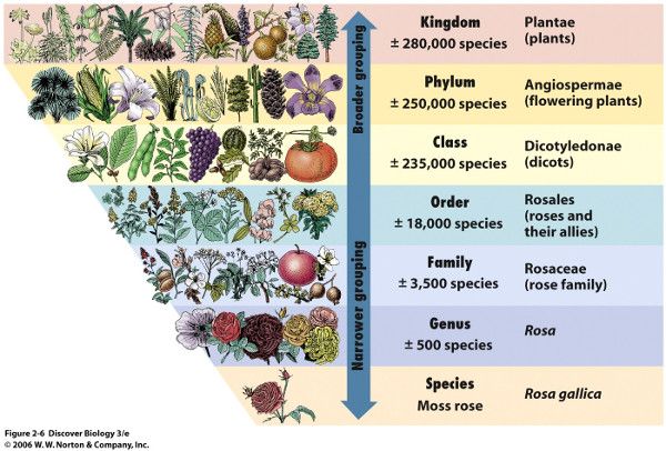 Plant Taxonomy Image from Purves et al., Life: The Science of Biology, 4th ed., by Sinauer Associates/