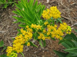 Photo Credit: Pat Chadwick